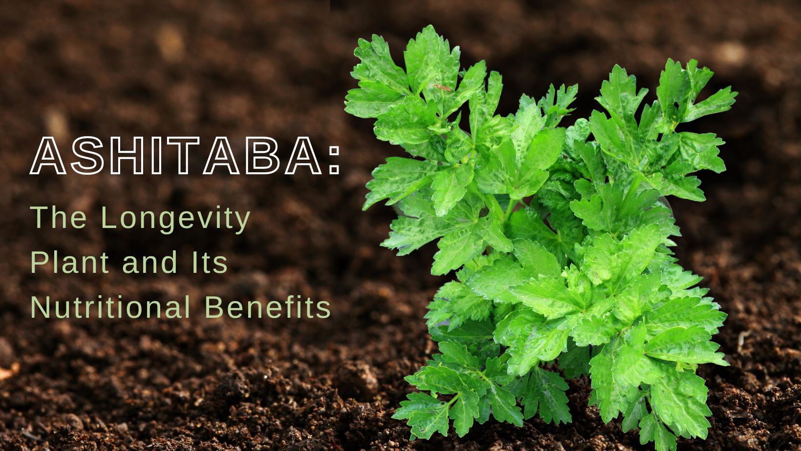 Ashitaba,longevity plant,nutritional benefits,superfood.